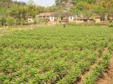 圖2 霍山縣漫水河鎮百合基地