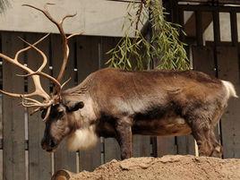 歐亞苔原馴鹿 歐亞苔原馴鹿