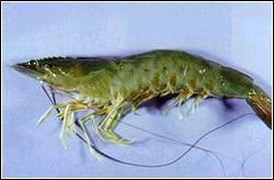 加利福尼亞淡水蝦 加利福尼亞淡水蝦