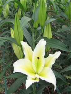 太湖百合 太湖百合