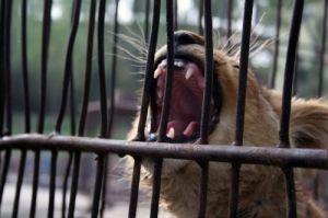 困獸猶鬥 困獸猶鬥