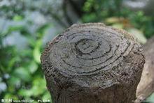 樹木年輪年代學