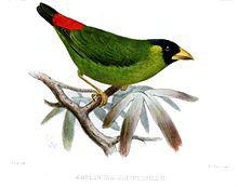 黑臉鸚雀 黑臉鸚雀