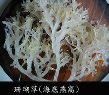 珊瑚草[珊瑚草]