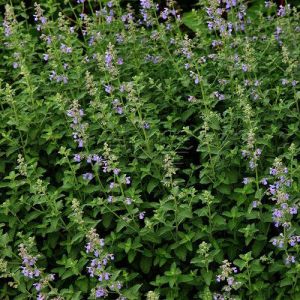 叢捲毛荊芥 叢捲毛荊芥