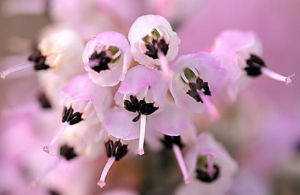 歐石南屬 歐石南屬