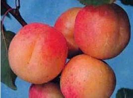 二花曹杏 二花曹杏