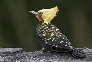 淡黃冠栗啄木鳥 淡黃冠栗啄木鳥