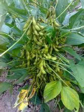 華夏5號大豆 華夏5號大豆