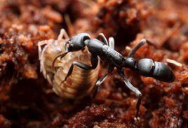 細猛蟻屬 細猛蟻屬