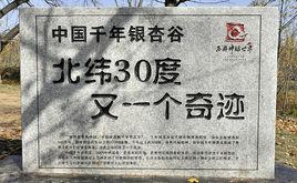 中國千年銀杏谷 中國千年銀杏谷