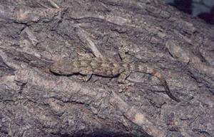 無蹼壁虎 無蹼壁虎