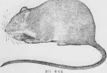 青毛鼠