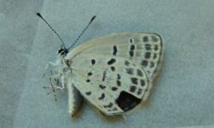 弧玄灰蝶 弧玄灰蝶