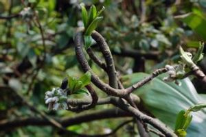 西疇結香 西疇結香