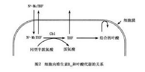 巨幼細胞性貧血