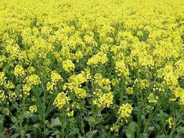 玉油4號 玉油4號