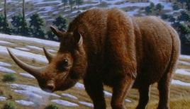 腔齒犀屬 腔齒犀屬