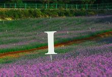 鳳凰塘橋&middot;香薰山谷