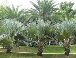 棕櫚[棕櫚科棕櫚屬植物]
