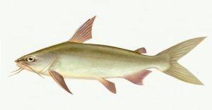 鏟吻海鯰 鏟吻海鯰