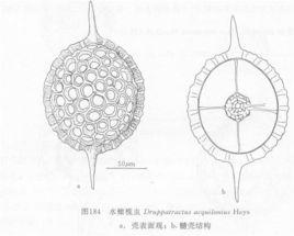 水橄欖蟲 水橄欖蟲