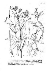 廣西芒毛苣苔(變種) 廣西芒毛苣苔(變種)