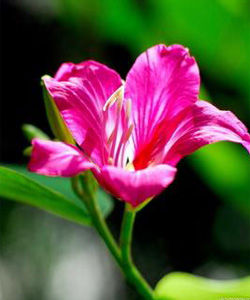 紫荊[蘇木科、羊蹄甲屬植物]