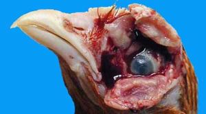 雞傳染性喉氣管炎