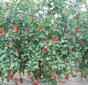 壽光市蔬菜高科技示範園