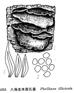 八角生木層孔菌 八角生木層孔菌
