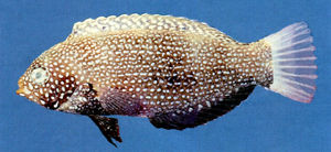 黑大咽齒鯛 黑大咽齒鯛