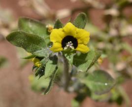 中亞天仙子 中亞天仙子