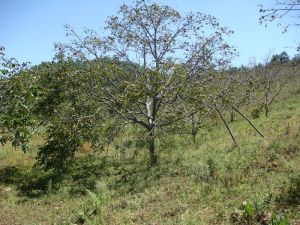 悟母鹿村 悟母鹿村