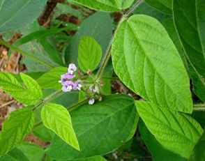 蘇早1號 蘇早1號