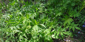 三裂延胡索 三裂延胡索