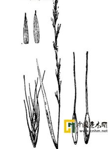 多稈鵝觀草 多稈鵝觀草