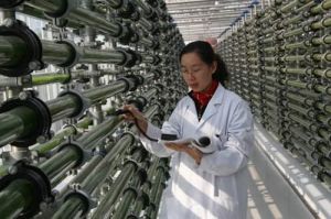 光合柴油 光合柴油