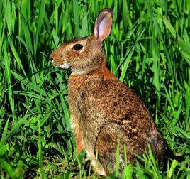 棉尾兔屬 棉尾兔屬