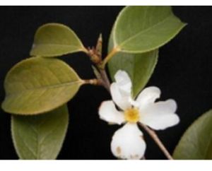 毛蕊茶組 毛蕊茶組