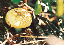 青黃紅菇 青黃紅菇