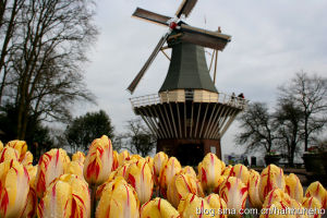 哥肯霍夫公園 哥肯霍夫公園
