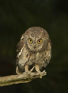 東方角鴞 東方角鴞