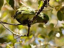 山地扇尾鸚哥 山地扇尾鸚哥