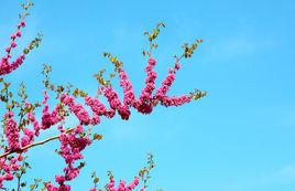 四季春1號 四季春1號