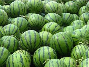 梁山西瓜 梁山西瓜