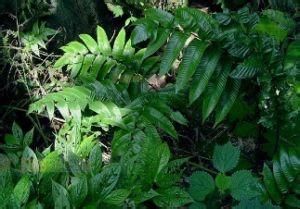 擬疏葉附乾蘚 擬疏葉附乾蘚