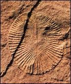 （圖）埃迪卡拉紀化石
