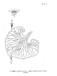 白序橐吾 白序橐吾