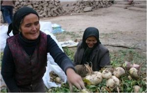 長壽聖果 長壽聖果